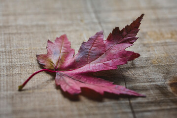 High angle close-up of pink maple leaf on wooden table during autumn