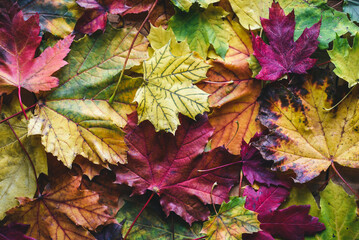 High angle view of colorful maples leaves on field in forest during autumn