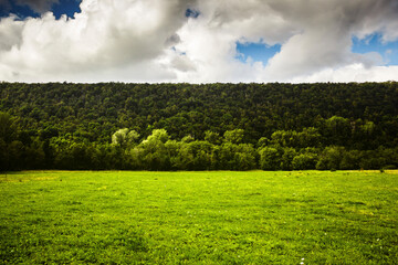 Scenic view of trees growing on green landscape against cloudy sky in forest