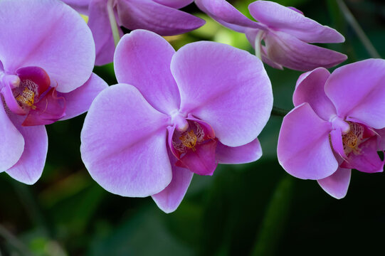 High angle view of purple orchids blooming in garden