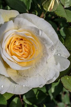 Gentle white rose with drops of dew on floral background