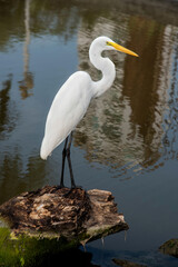 White heron perched on a tree trunk in the pond near the sea. Side view of the white-throated heron.