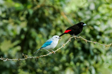 Blue-grey Tanager (Thraupis episcopus) and Passerinis Tanager (Ramphocelus passerinii) male in tropical forest of Papaturro River area, Nicaragua