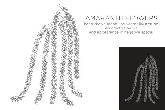 hand drawn monoline vector illustration.
amaranth flowers.
with appearance in negative space.