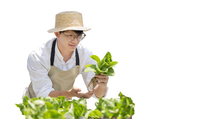 Owner of a hydroponics vegetable garden inspects agricultural produce in a greenhouse in preparation for delivery to consumers, Organic farming and organic vegetables, Healthy and vegan food concept.