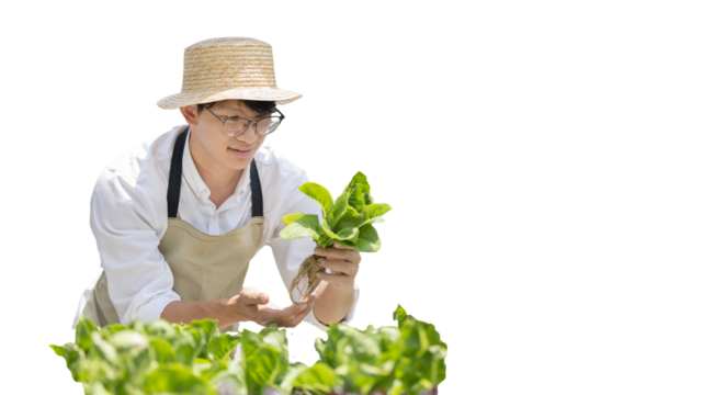 Owner of a hydroponics vegetable garden inspects agricultural produce in a greenhouse in preparation for delivery to consumers, Organic farming and organic vegetables, Healthy and vegan food concept.