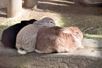 ウサギ