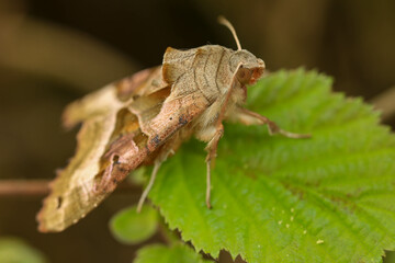 Achateule (Phlogophora meticulosa)