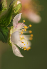 早春に咲いた盆栽の小型なスモモの白い花を高倍率マクロで側面から雄しべ雌しべを強調して撮影。