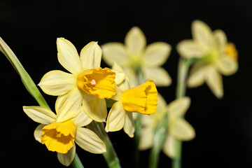 Yellow Daffodil flowers against black background - 579649897