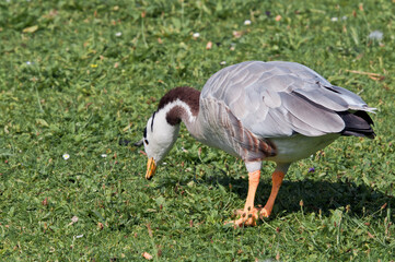 Feral Bar-headed Goose (Anser indicus) in park, Keil, Schleswig-Holstein, Germany