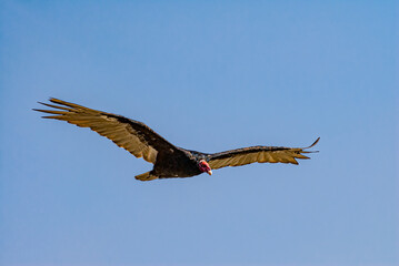 Turkey Vulture (Cathartes aura) in Piedras Blancas, California, USA