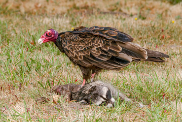 Turkey Vulture (Cathartes aura) on a dead raccoon (Procyon lotor) shot down by a car in Bodega Bay area, California, USA