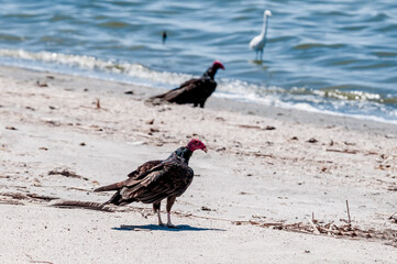 Turkey Vultures (Cathartes aura) on Salton Sea, Imperial Valley, California, USA