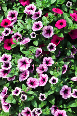 purple petunia flowers in the garden in Spring time. Shallow depth of field