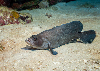 Greater Soapfish (Rypticus saponaceus) in Jardines de la Reyna, Cuba. Improved edit.