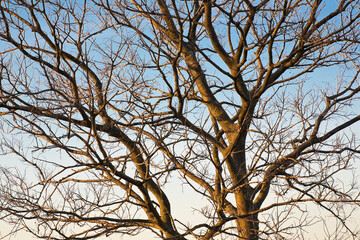 Bare tree background with tree branch in the winter season without leaves