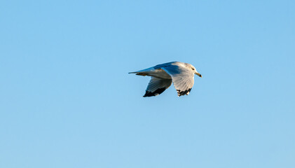 Ring-billed Gull (Larus delawarensis) in Bolsa Chica Ecological Reserve, California, USA