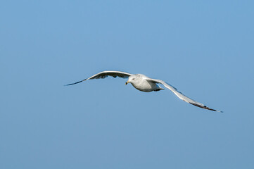 Ring-billed Gull (Larus delawarensis) in Bolsa Chica Ecological Reserve, California, USA