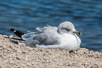 Ring-billed Gull (Larus delawarensis) in Bolsa Chica Ecological Reserve, California, USA