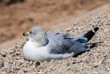 Ring-billed Gull (Larus delawarensis) in Bolsa Chica Ecological Reserve, California, USA