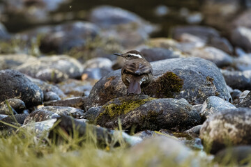 Close up dark-bellied cinclodes perched upon a rock near a stream.