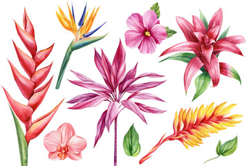 Exotic flowers. Orchid, guzmania, bromelia, hibiscus and strelitzia. Botanical painting, watercolor illustration flora