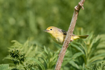 Yellow Warbler (Dendroica petechia) female at Chowiet Island, Semidi Islands, Alaska, USA