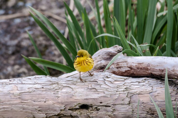 Yellow Warbler (Dendroica petechia) male at Chowiet Island, Semidi Islands, Alaska, USA