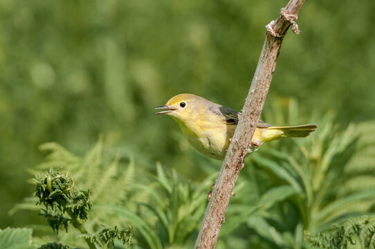 Petechien Bilder Durchsuchen 601 Archivfotos, und
