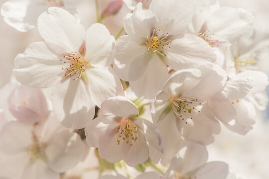 fine art background of white sakura cherry blossom