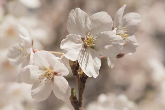 closeup of tree brach of white sakura cherry blossom in spring