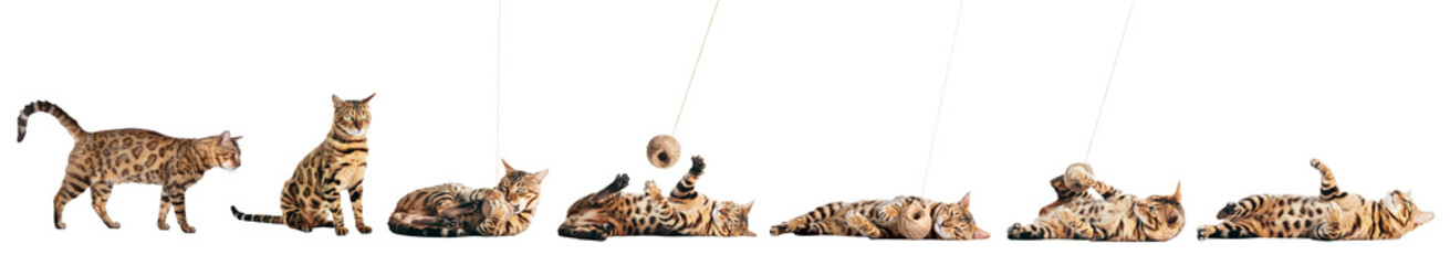 Bengal cat bundle collection, set isolated on transparent white background