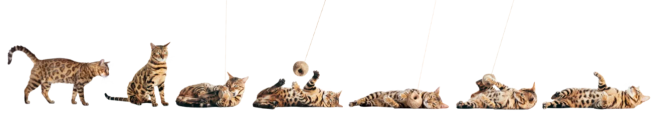 Fototapeten Bengal cat bundle collection, set isolated on transparent white background © Photocreo Bednarek