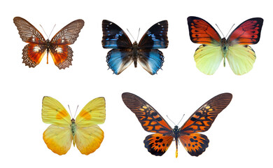 Fototapeta na wymiar Butterfly collection, butterflies isolated on white transparent background