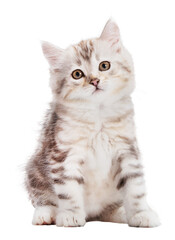 Cute kitten Siberian cat isolated on transparent white