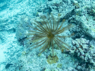 Fototapeta na wymiar Klunzinger Feather Star or Lamprometra klunzingeri in the depths of the Indian ocean