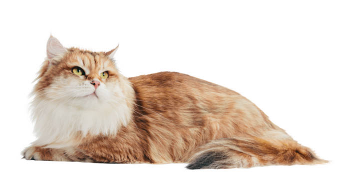 Bengal cat portrait on transparent background