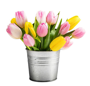 Tulip flowers in metal bucket isolated on transparent white