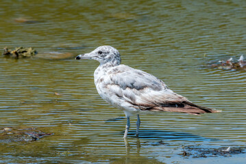 California Gull (Larus californicus) on Salton Sea, Imperial Valley, California, USA