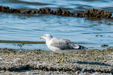 California Gull (Larus californicus) on Salton Sea, Imperial Valley, California, USA