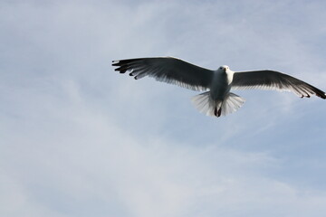 seagull in the sky