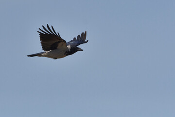 Nebelkrähe im Flug	