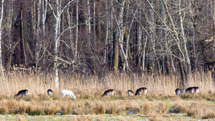 Nachmittags auf dem Zingst.