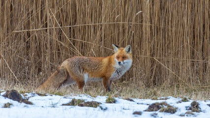 Nachmittags auf dem Zingst.