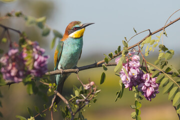 bird on a branch with flowers