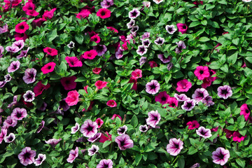 Fototapeta premium Petunia ,Petunias in the tray,Petunia in the pot, purple petunia
