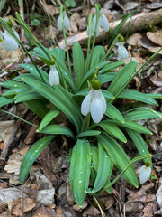 Obraz premium snowdrops in spring beautiful flowers in the forest nature