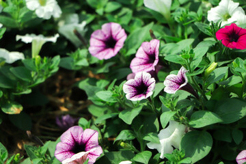 Colorful petunia flowers close up. Petunia plant with red flowers. Closeup Petunia flowers. Red Petunia flowers in the garden.