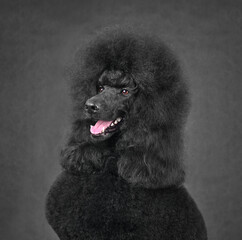 Sitting black standard poodle